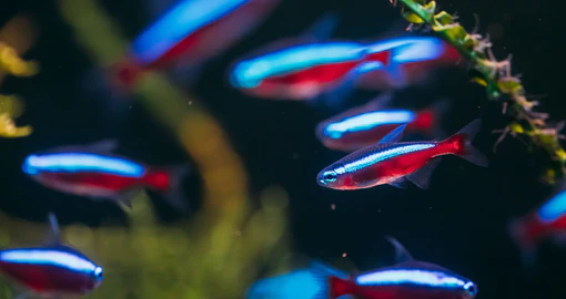 Master Your Underwater World