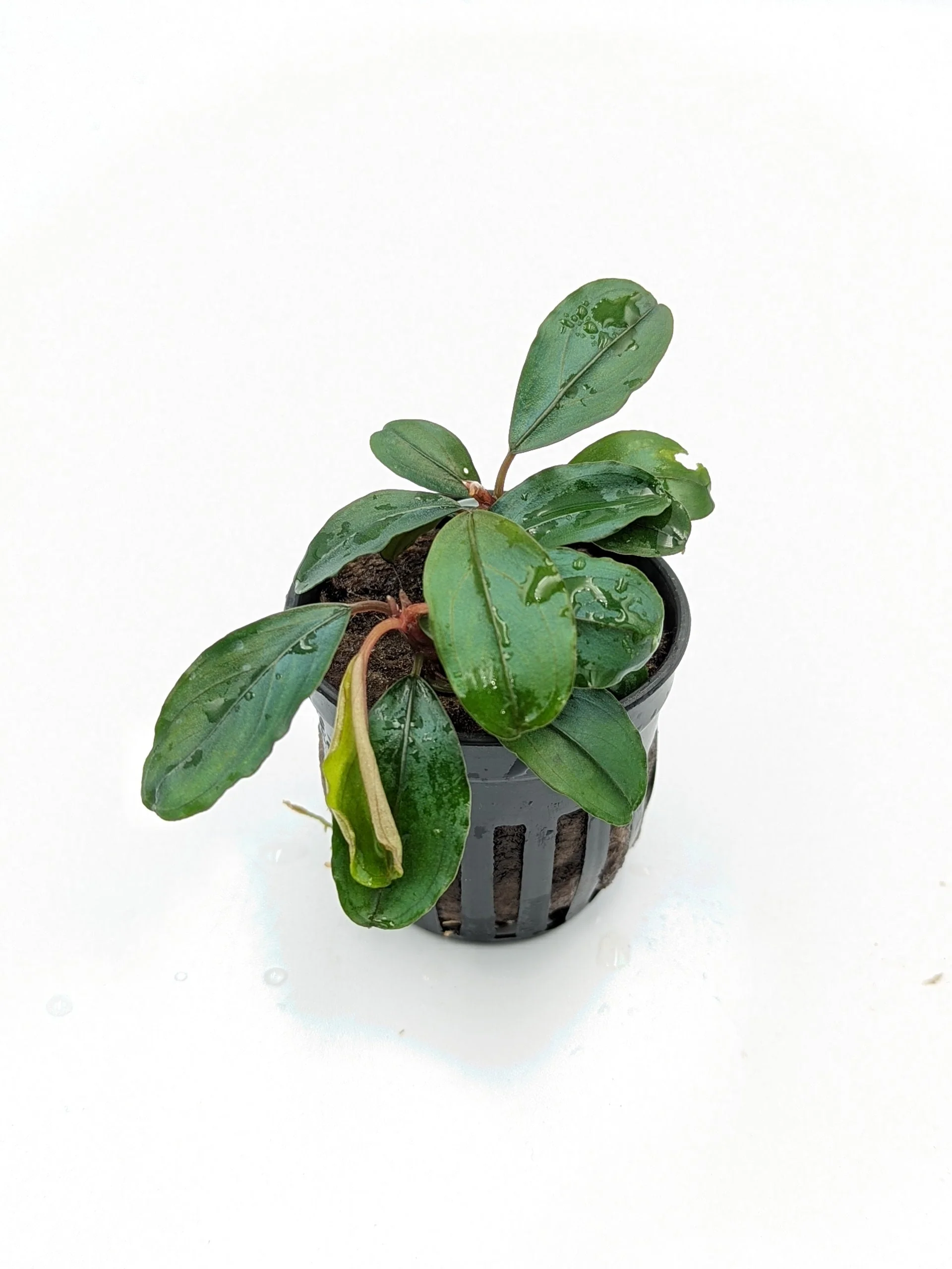 Epiphytes (suitable on wood or rock)
