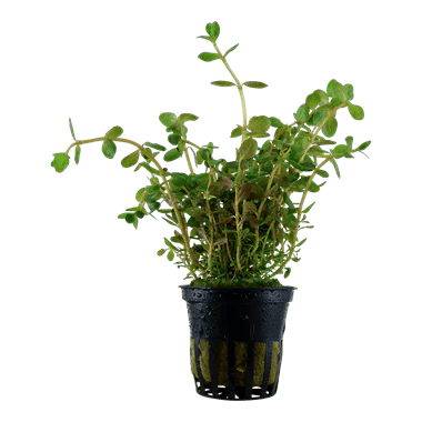 Tropica
